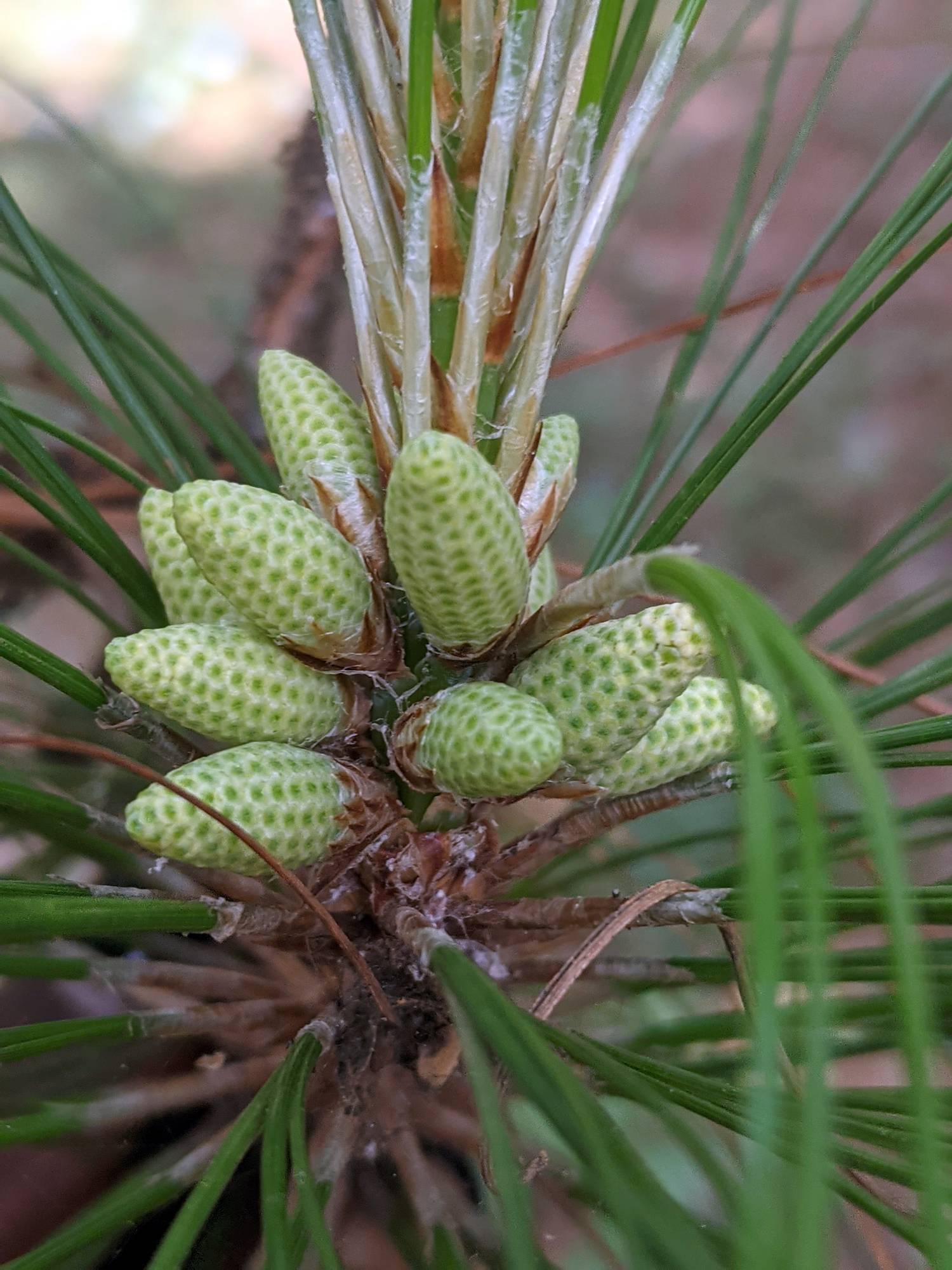 Pinaceae image