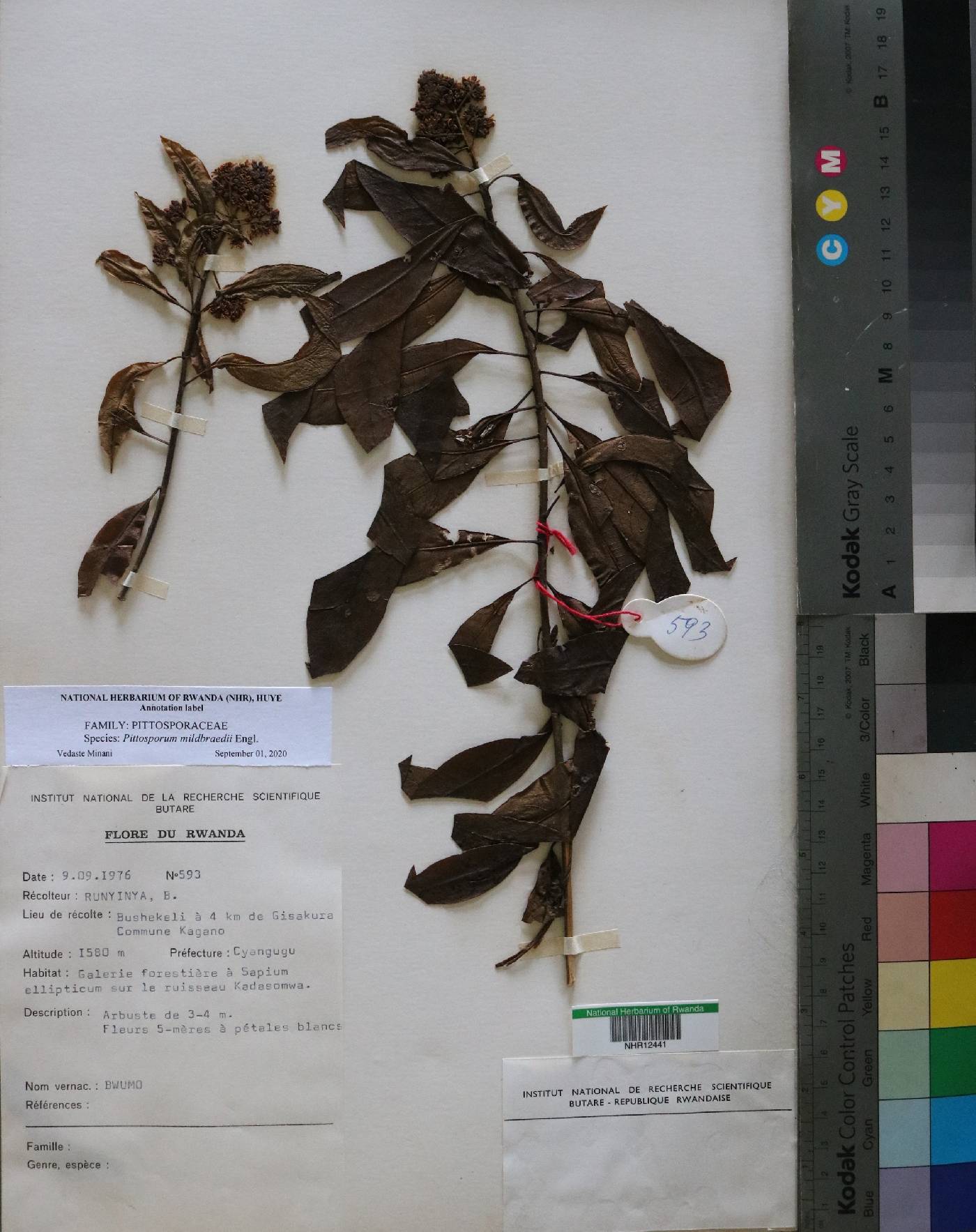 Pittosporaceae image