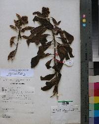 Image of Pittosporum mildbraedii