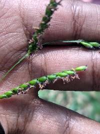 Image of Paspalum dilatatum