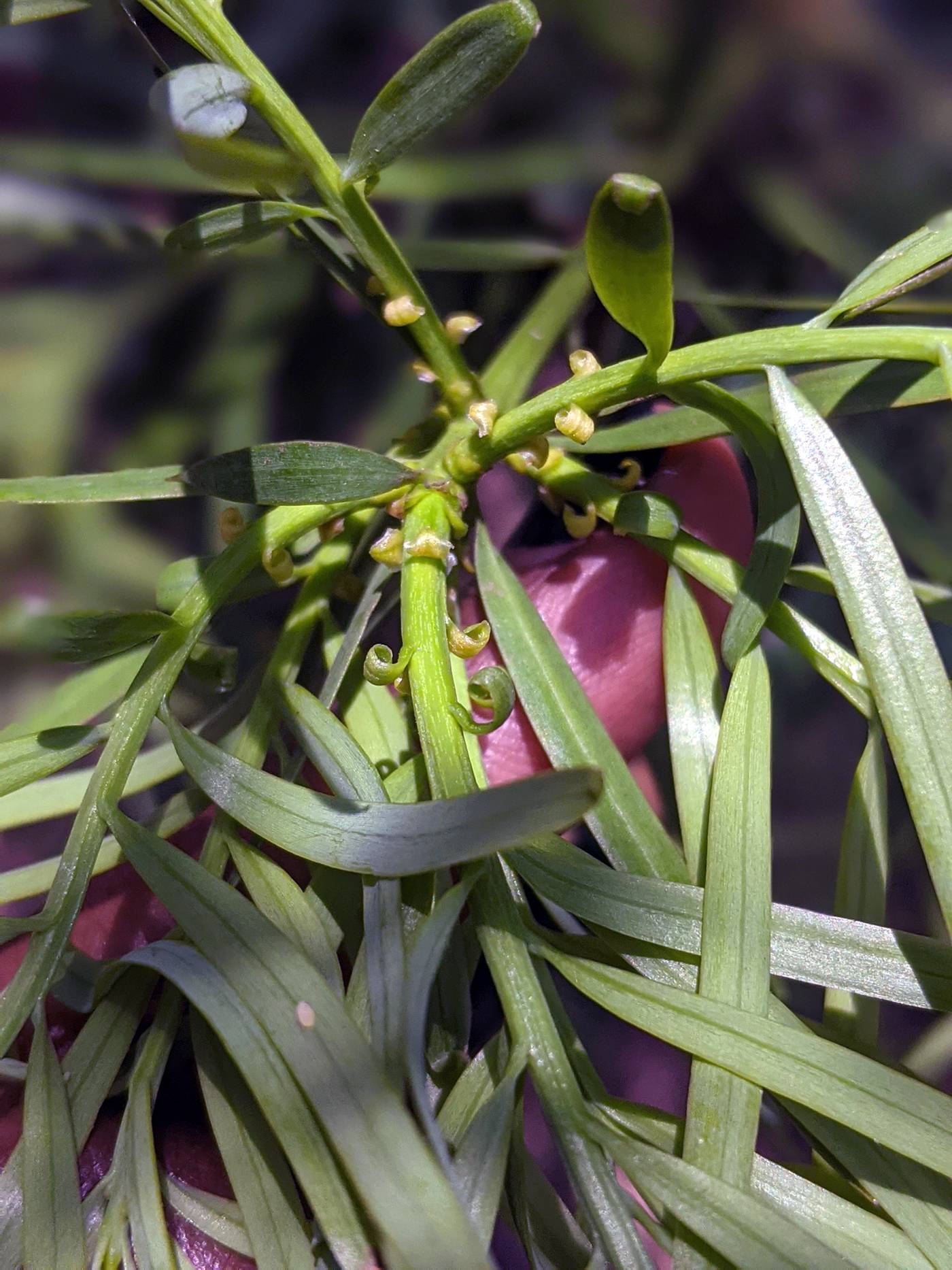 Podocarpaceae image