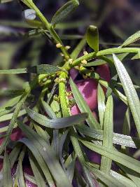 Image of Afrocarpus falcatus