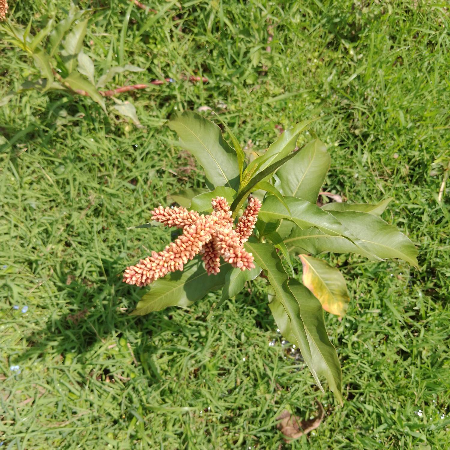 Polygonaceae image