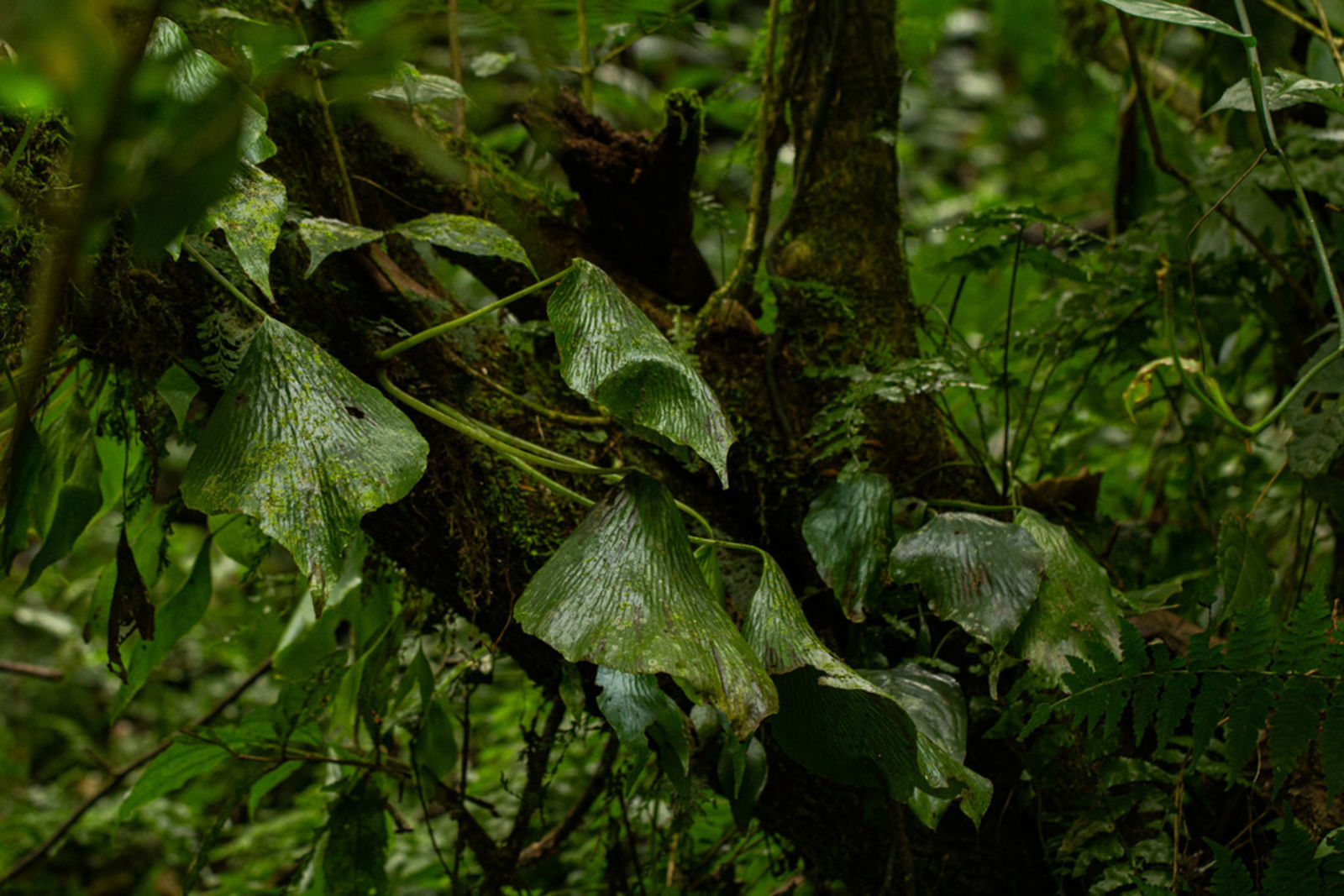 Pteridaceae image