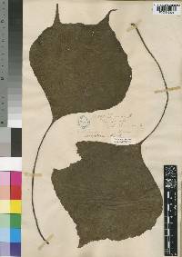Antrophyum mannianum image