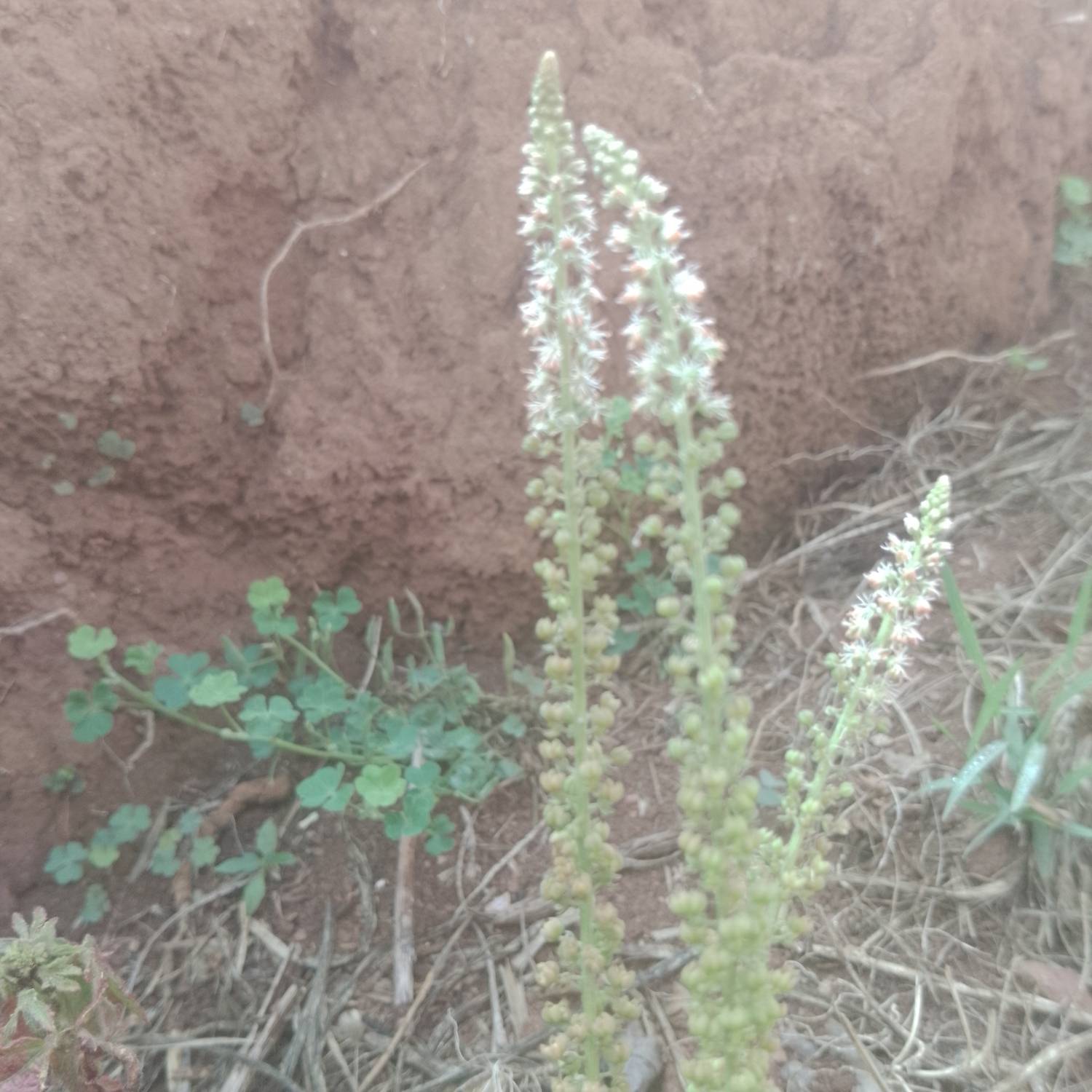 Reseda alba image