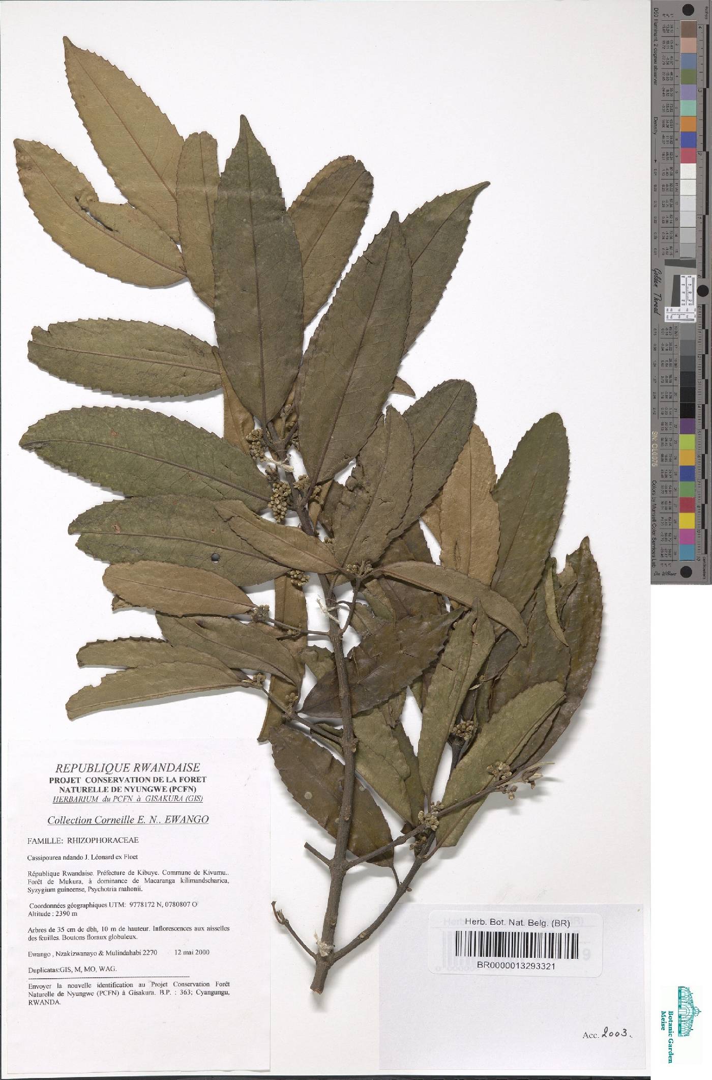 Rhizophoraceae image