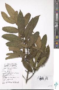 Image of Cassipourea ndando