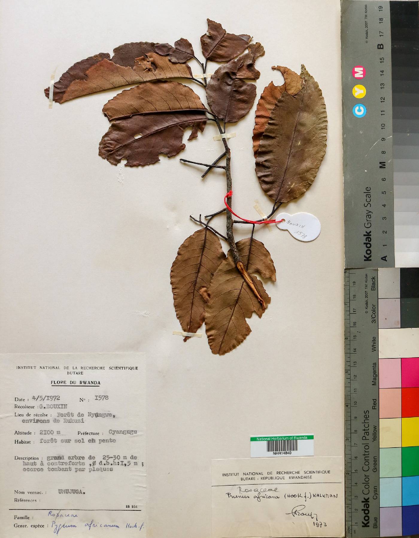 Prunus image