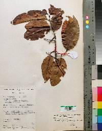 Image of Prunus africana