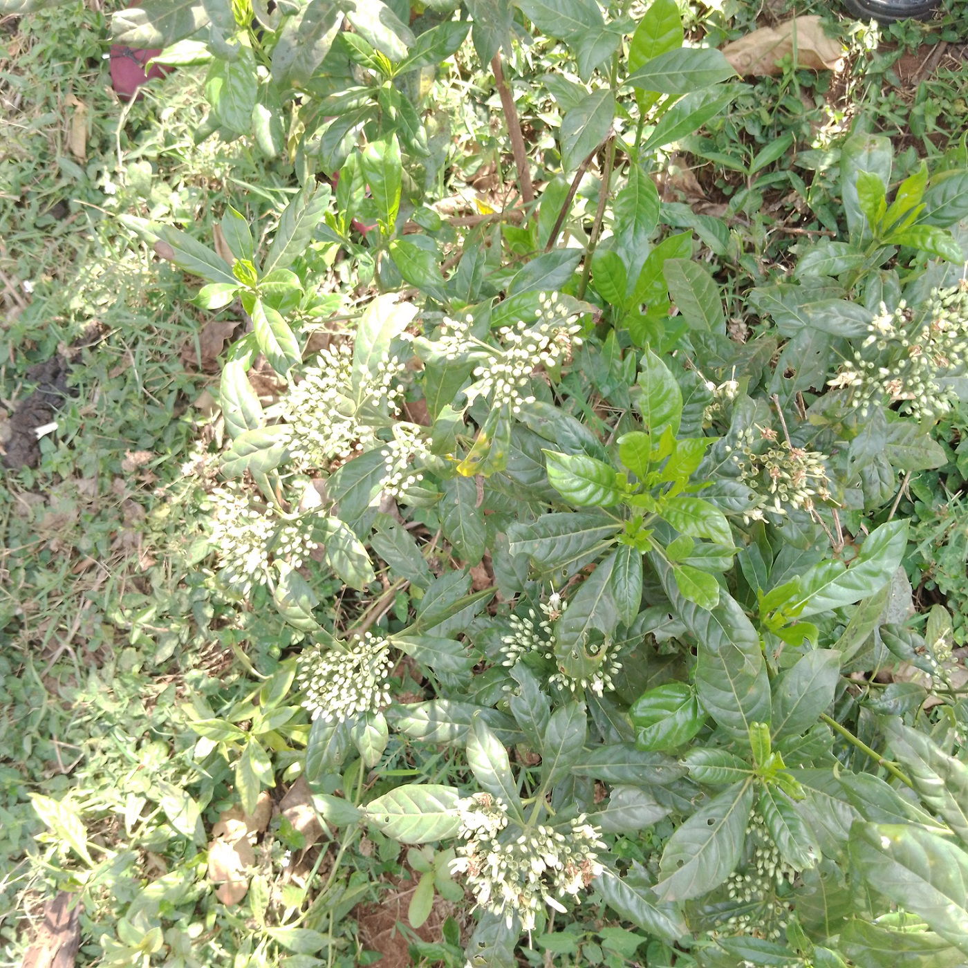 Chassalia subochreata image