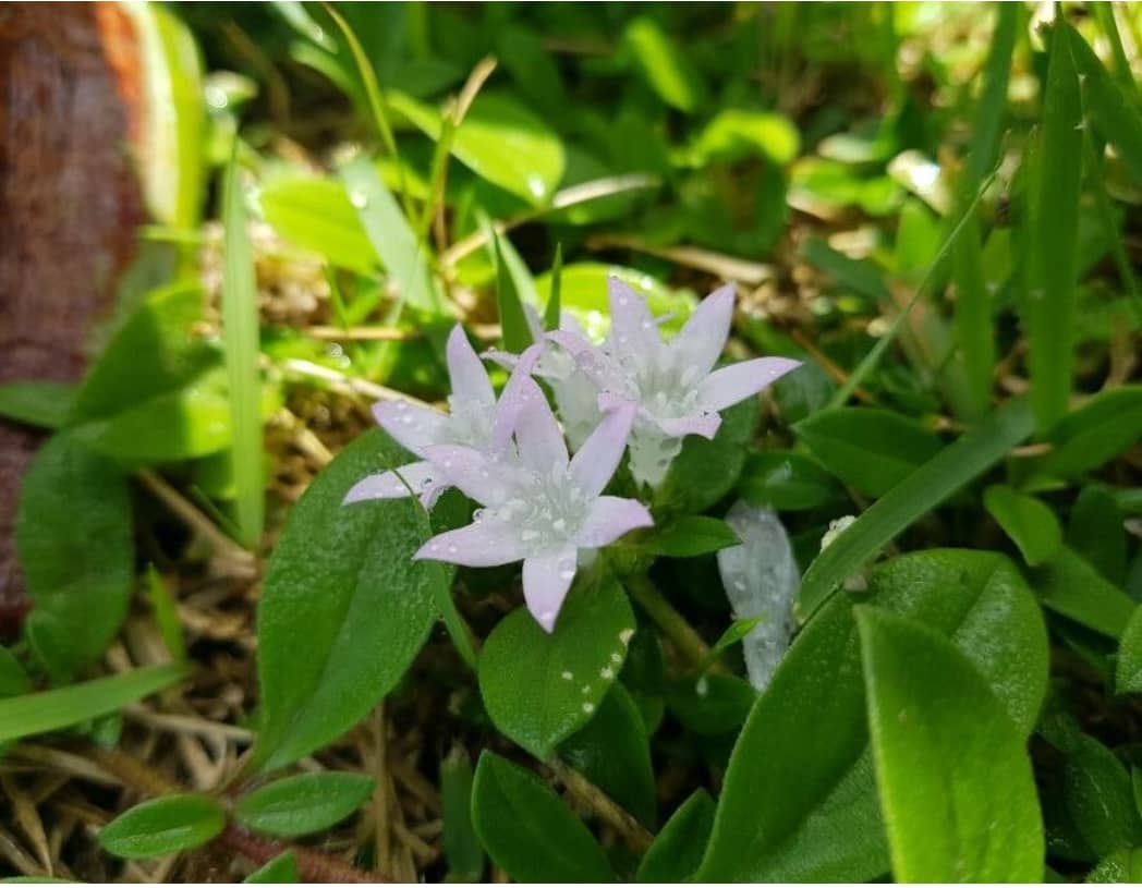 Richardia scabra image
