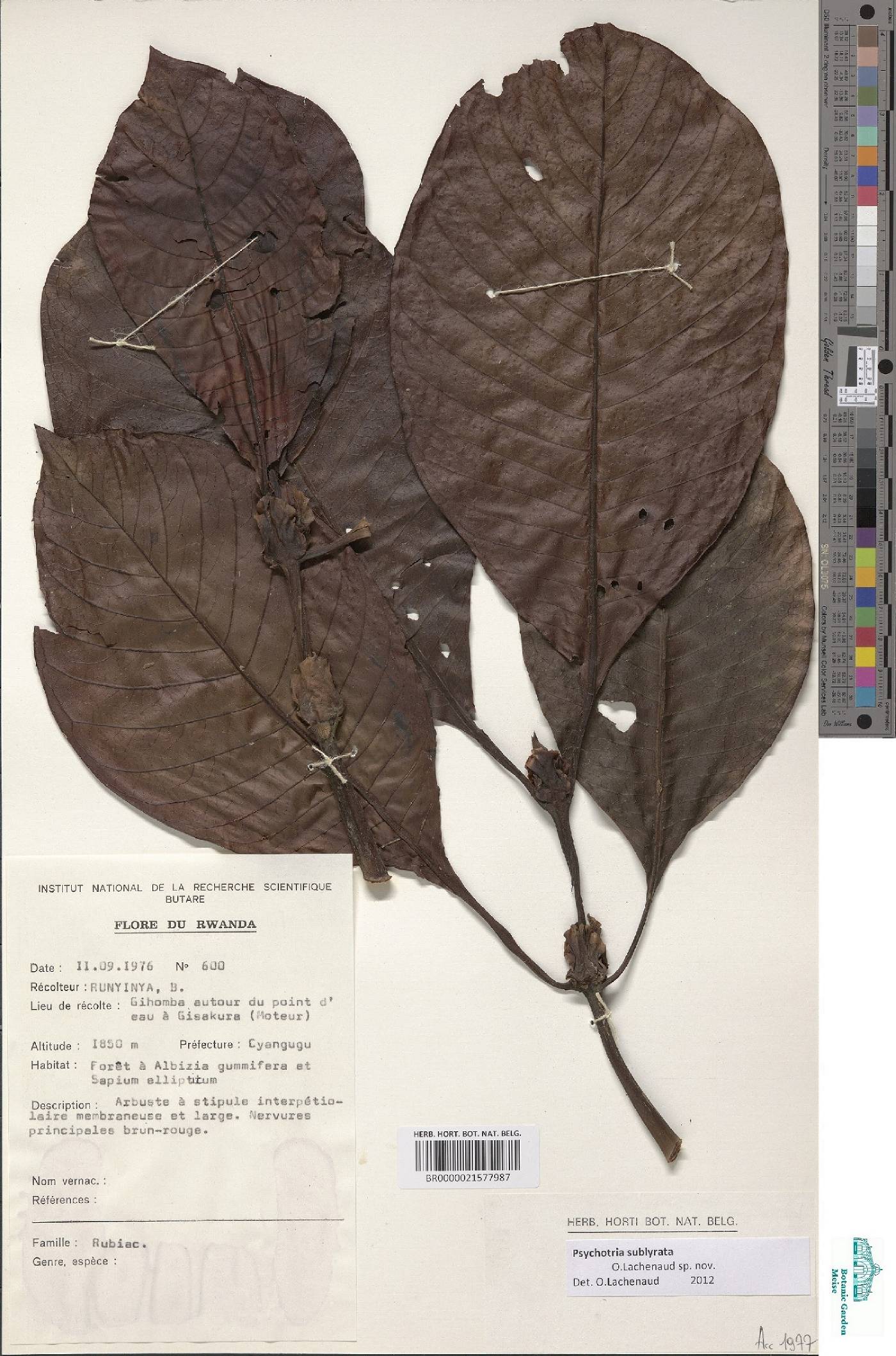 Psychotria sublyrata image