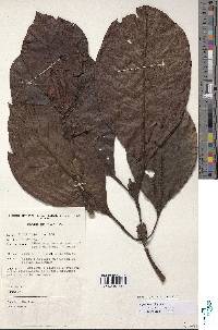 Image of Psychotria sublyrata