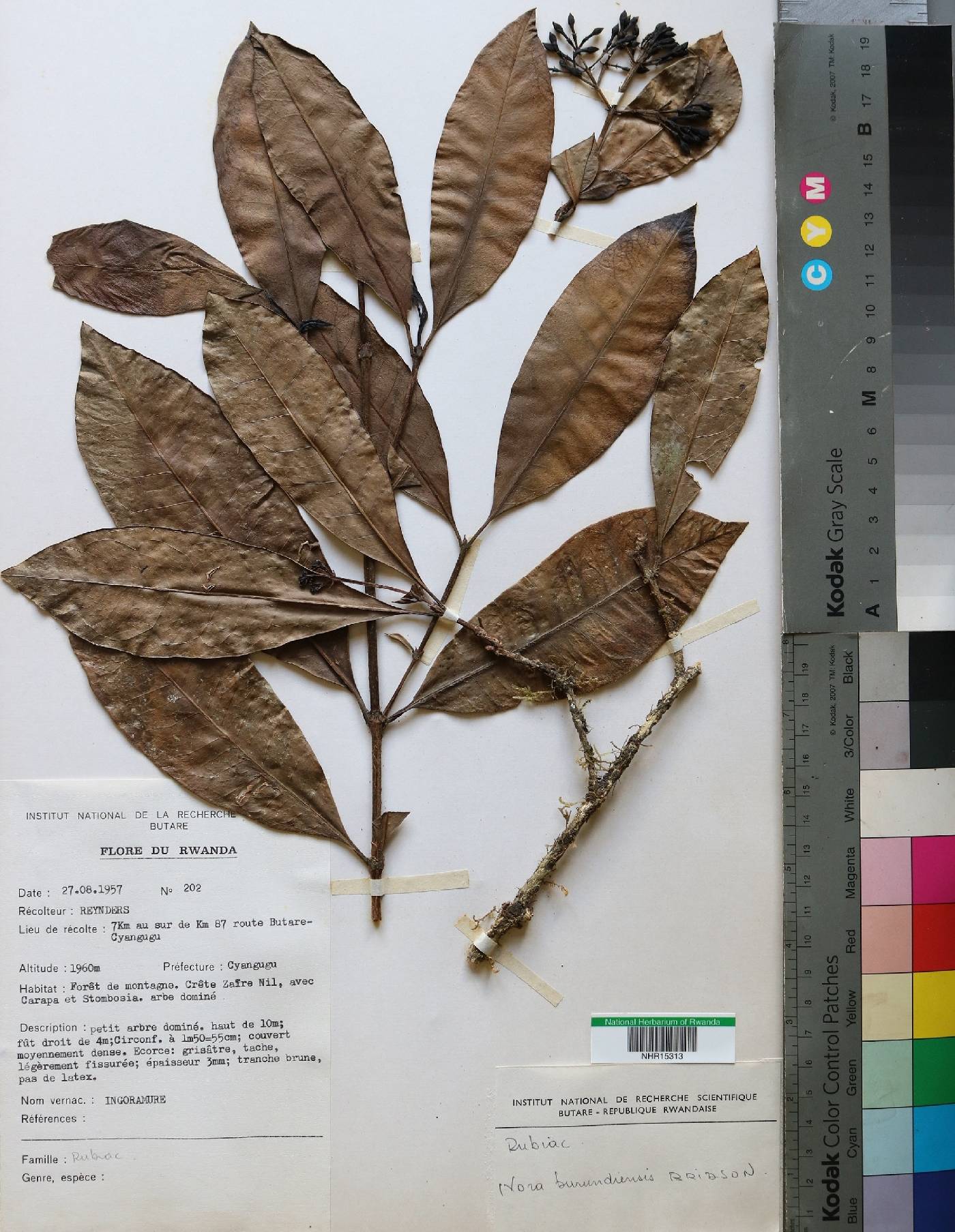 Ixora burundiensis image