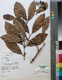 Image of Ixora burundiensis