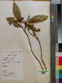Image of Oxyanthus troupinii