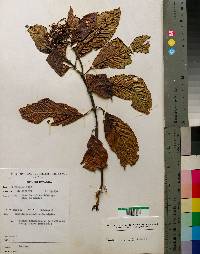 Image of Pavetta urundensis