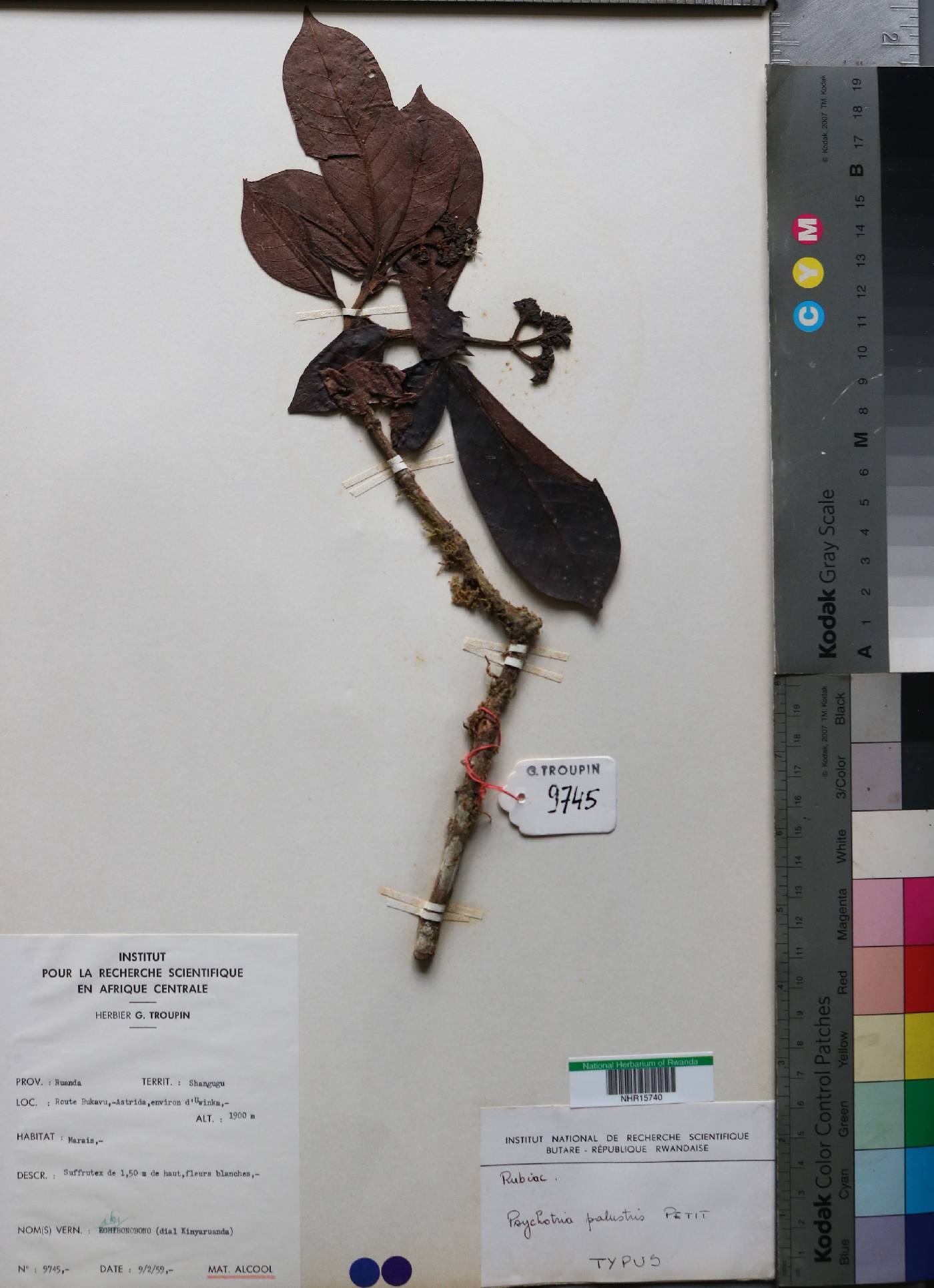 Psychotria image