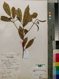 Image of Tarenna rwandensis