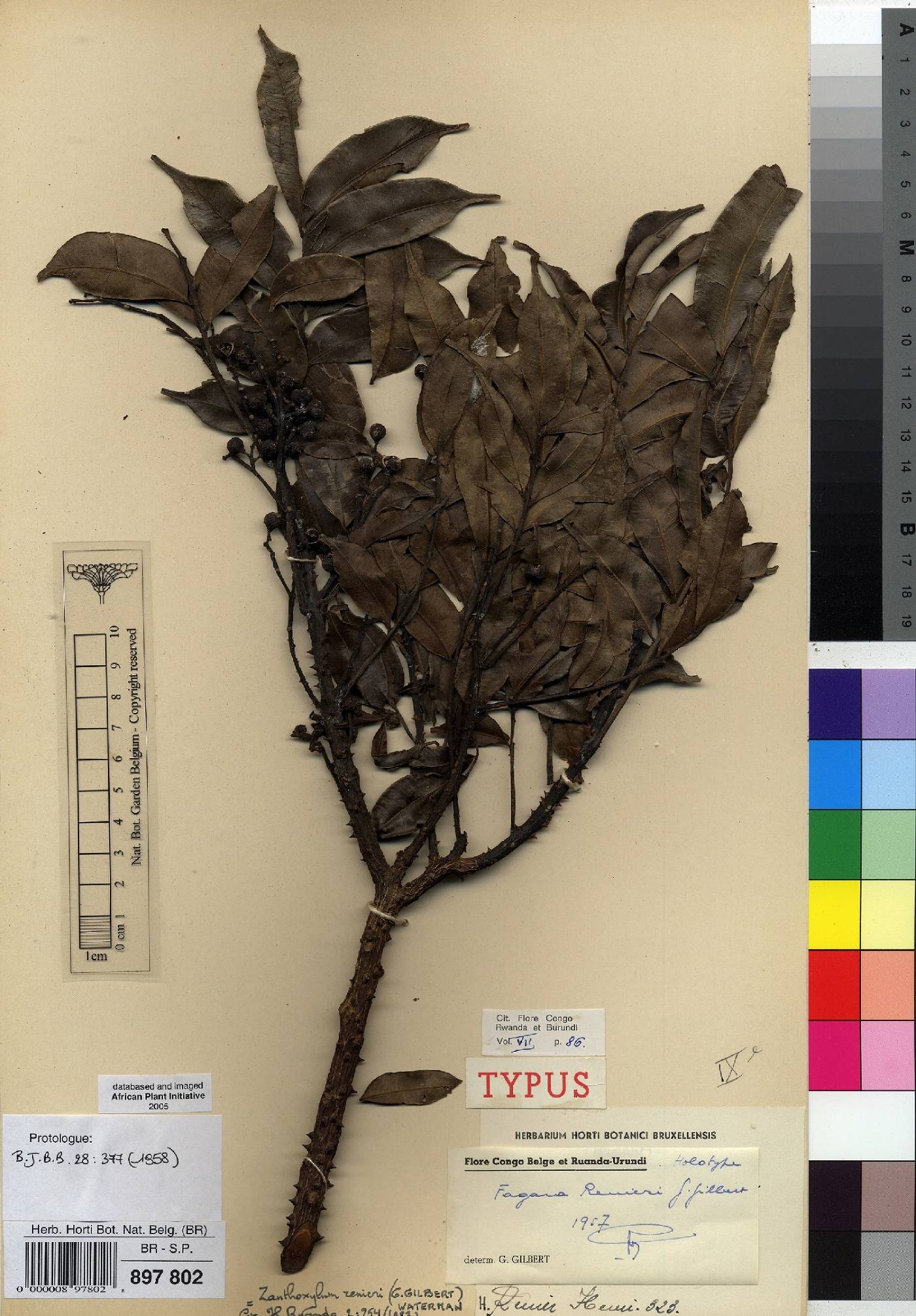 Zanthoxylum renieri image