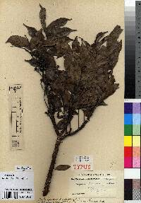 Image of Zanthoxylum renieri