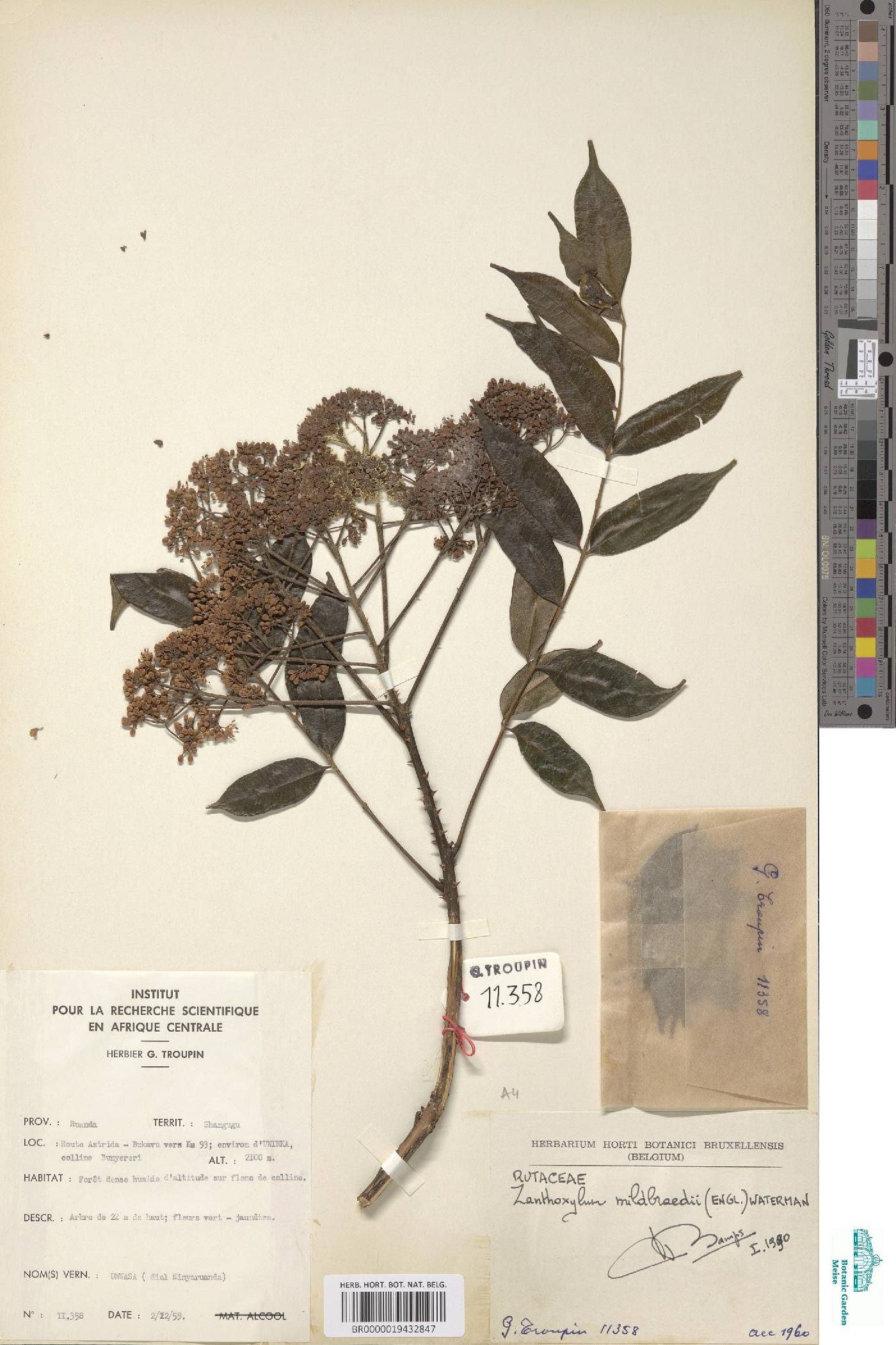Zanthoxylum image