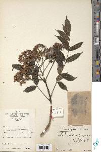 Image of Zanthoxylum mildbraedii