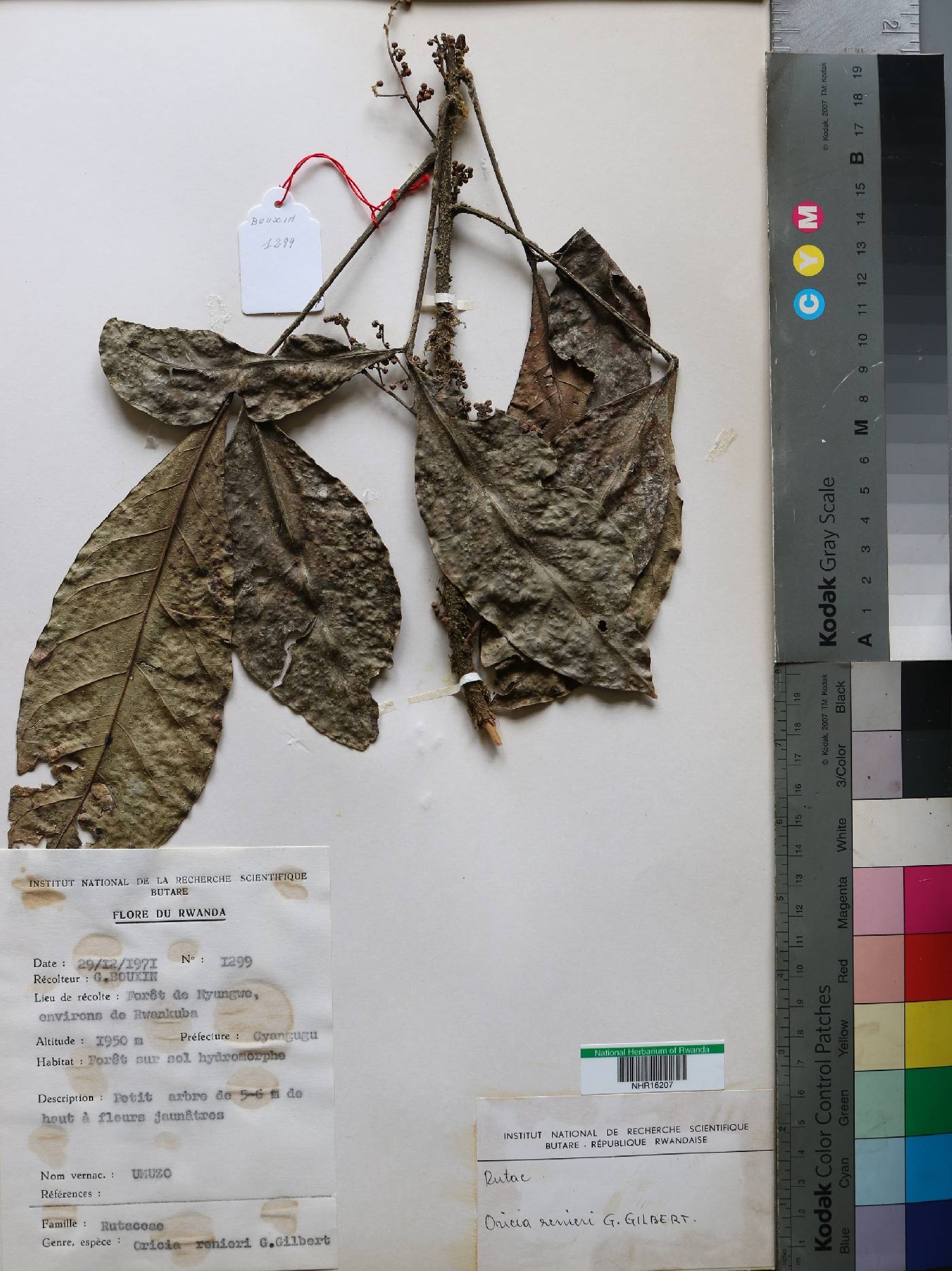 Rutaceae image