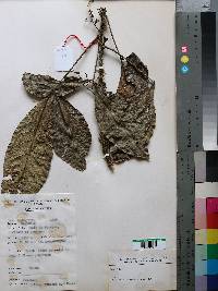 Image of Vepris renieri