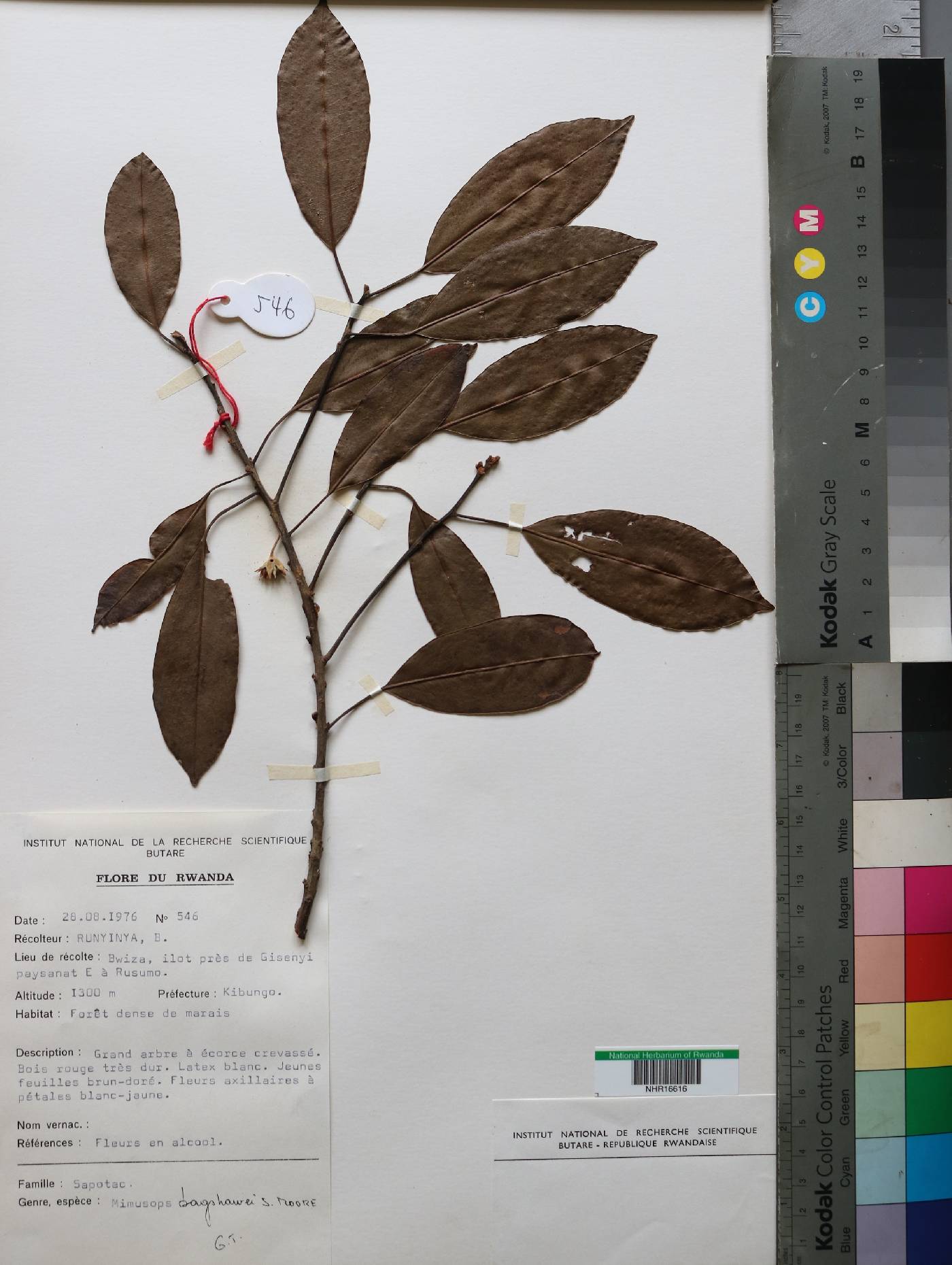 Sapotaceae image