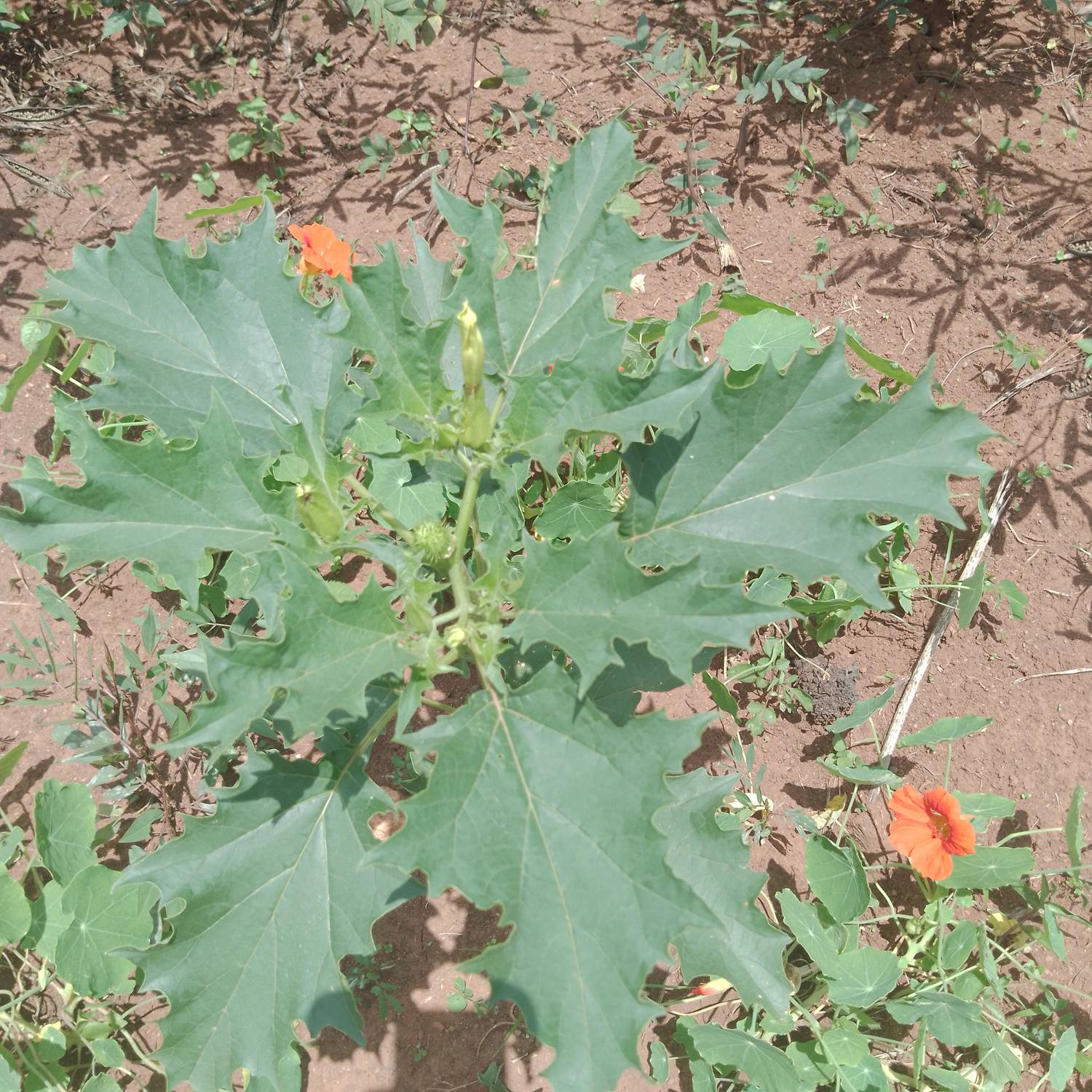Solanaceae image