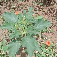 Image of Datura stramonium