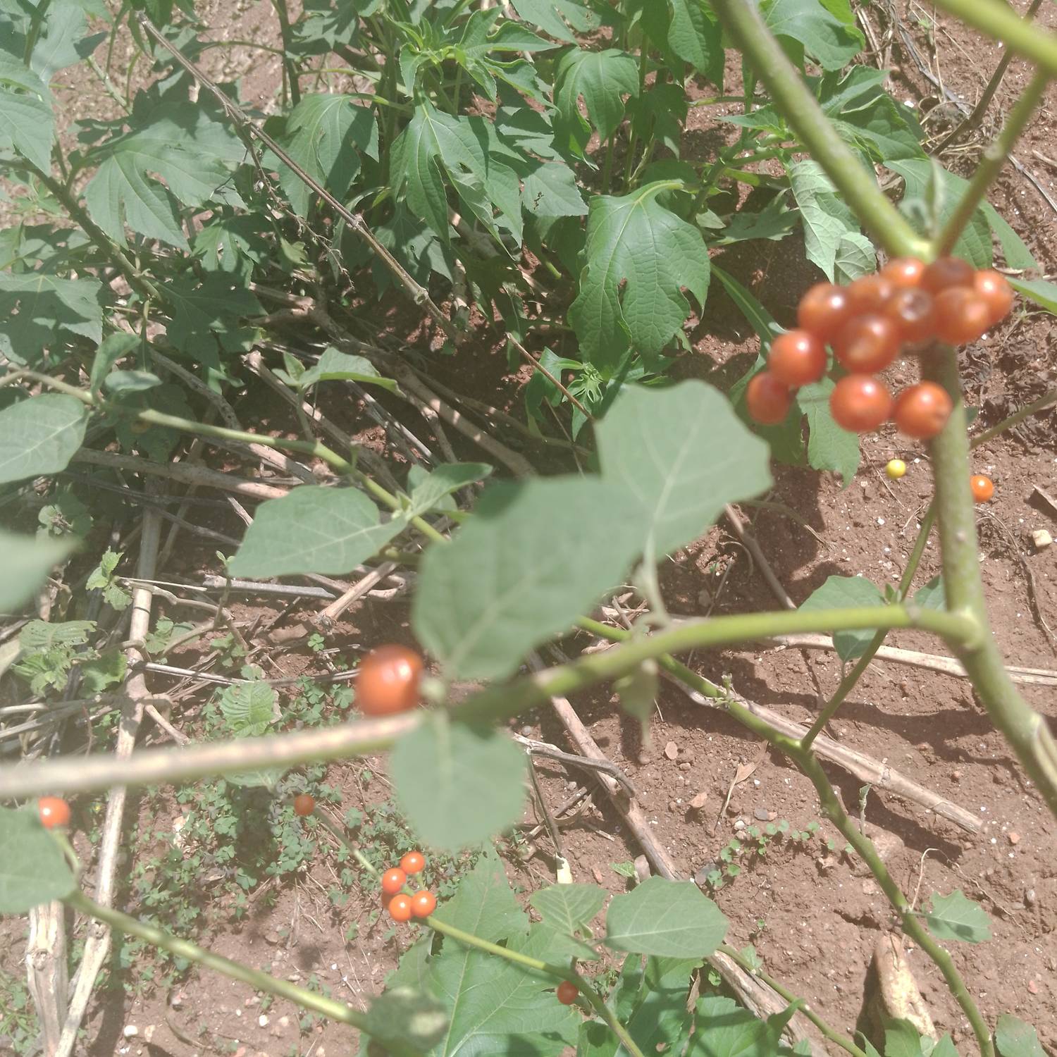 Solanum image