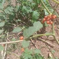 Image of Solanum jamaicense