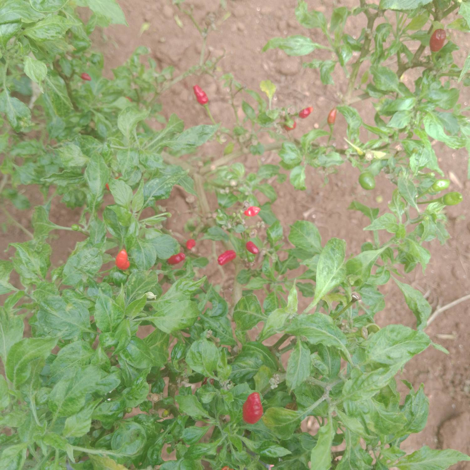 Capsicum annuum image