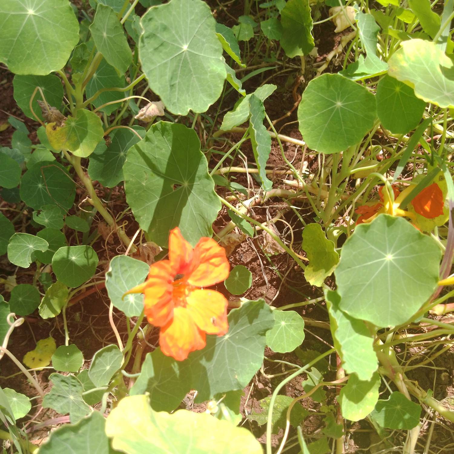 Tropaeolum majus image