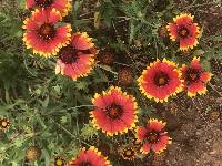 Image of Gaillardia pulchella