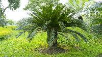 Image of Cycas circinalis