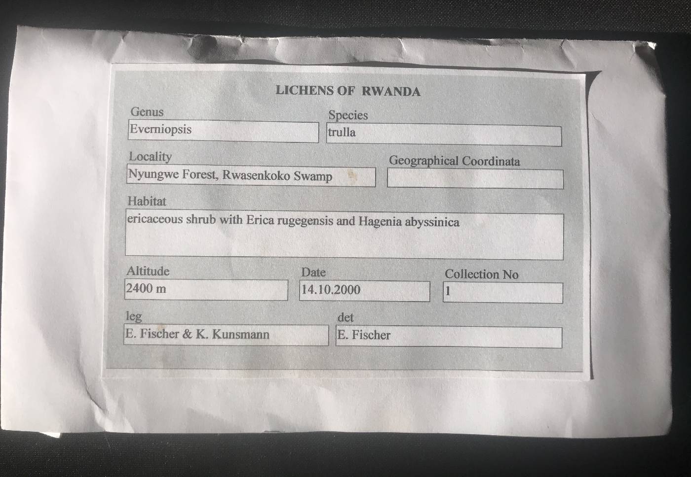 Everniopsis trulla image