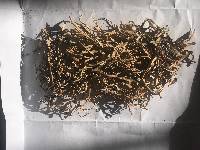 Everniopsis trulla image