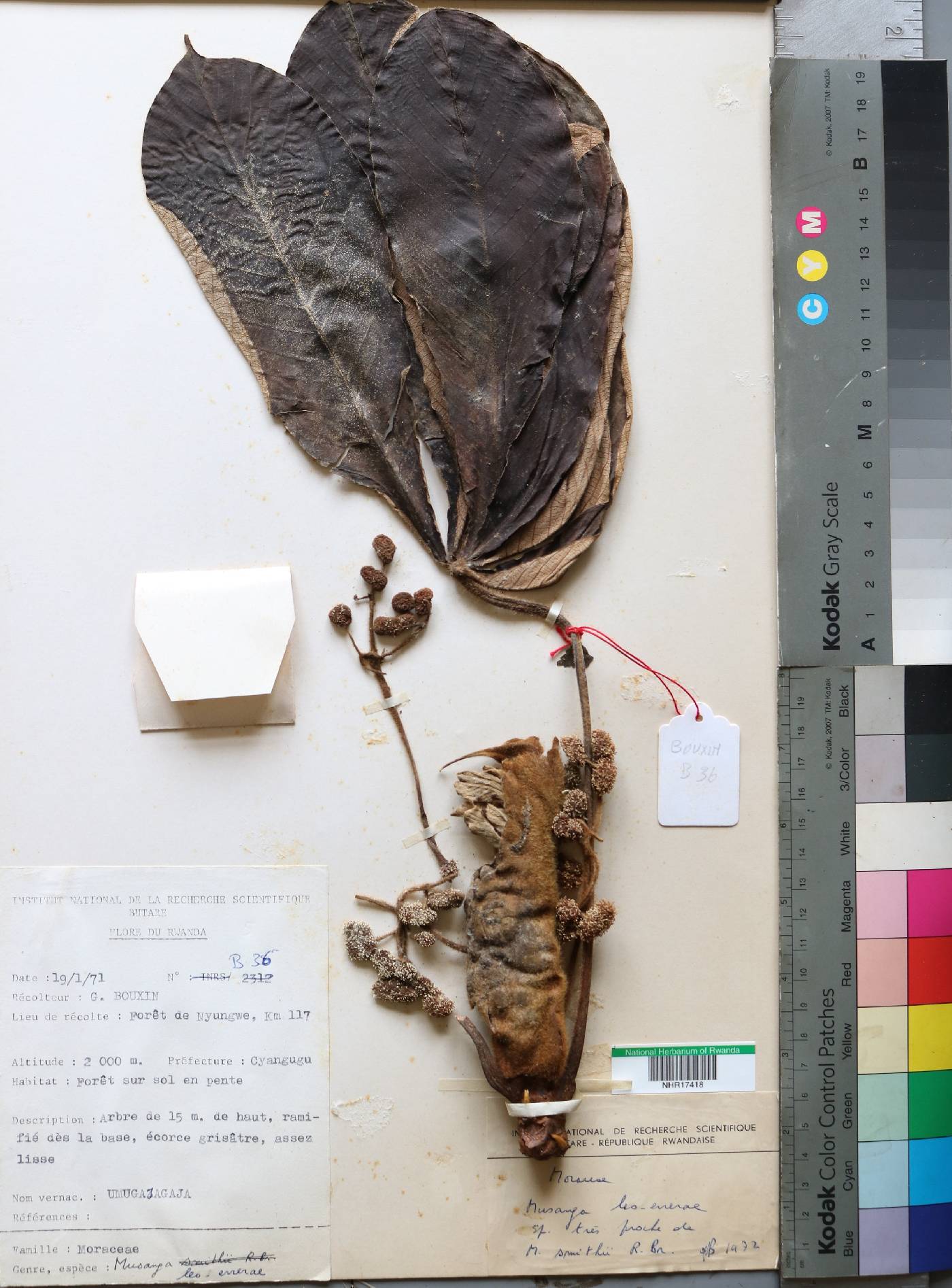 Urticaceae image