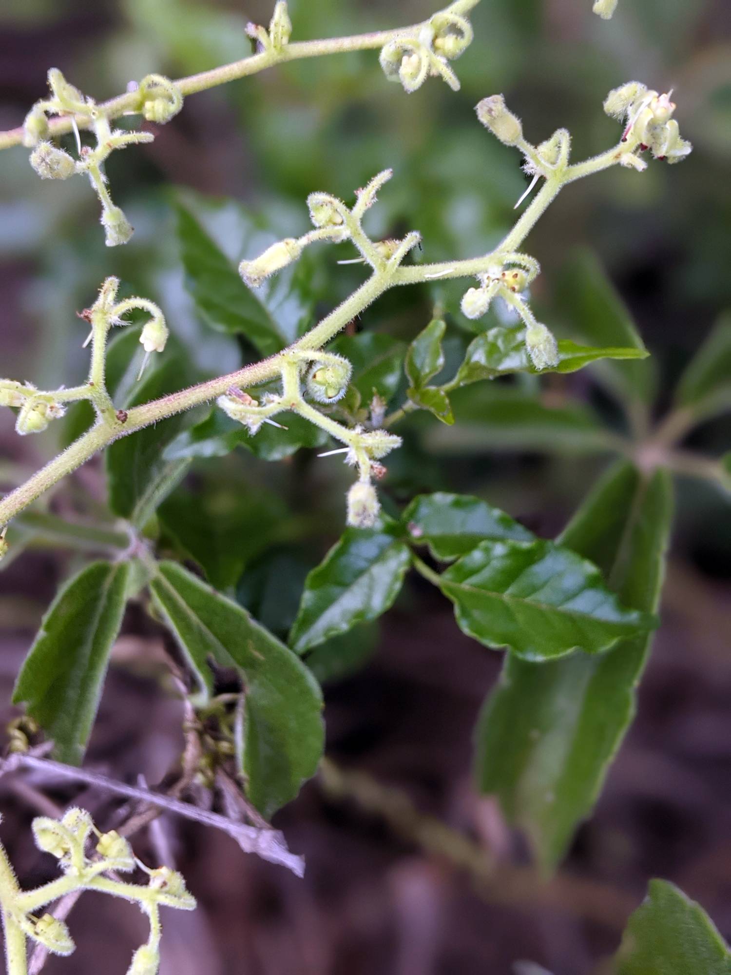 Vitaceae image
