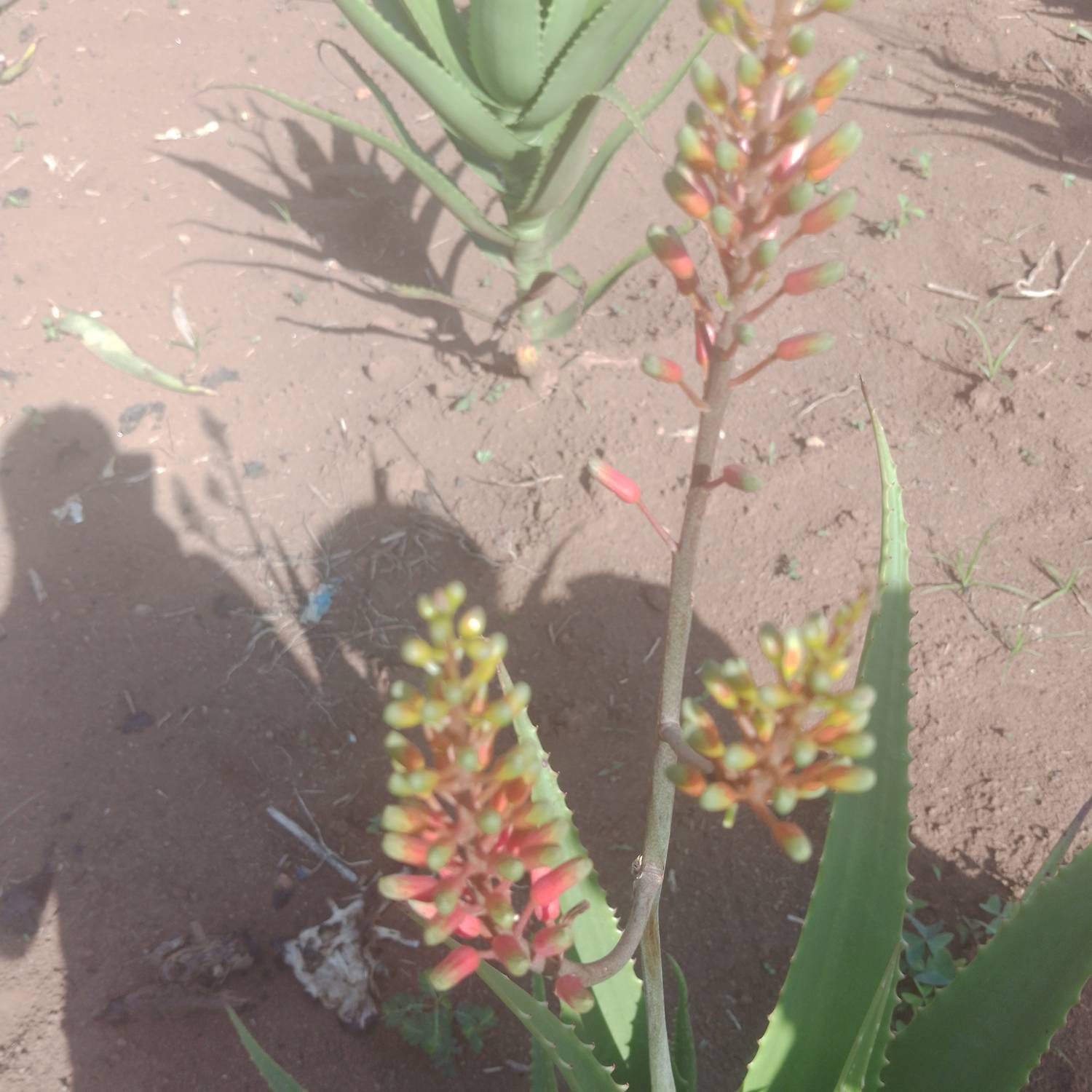 Aloe arborescens image