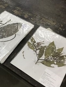 herbarium